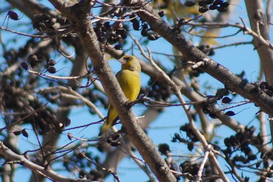 [Verdilhão+(6).JPG]