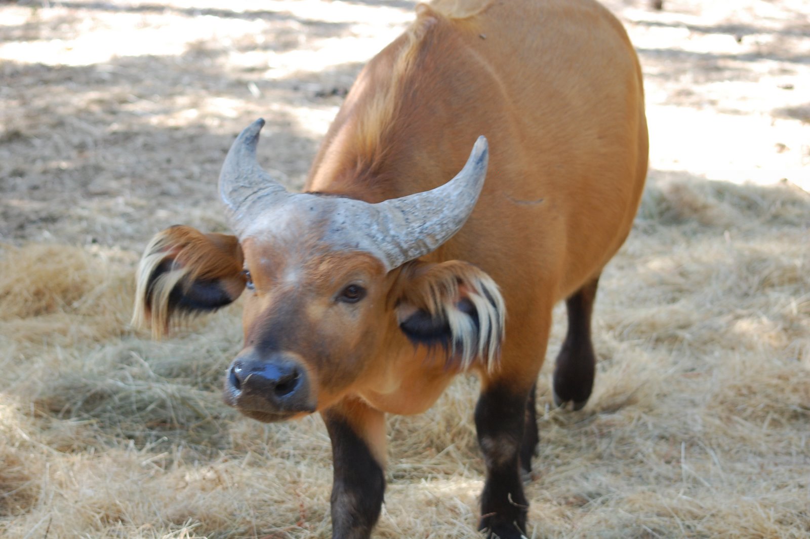 [Pacaça+Syncerus+caffer+nanus+(2).JPG]