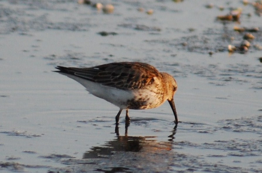 [Pilrito-comum+Calidris+alpina+(8).JPG]