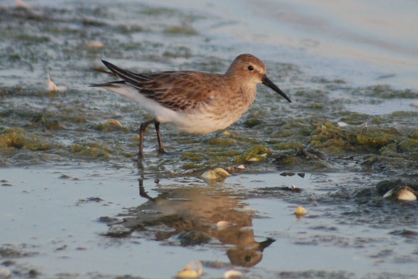 [Pilrito-comum+-+Calidris+alpina.JPG]