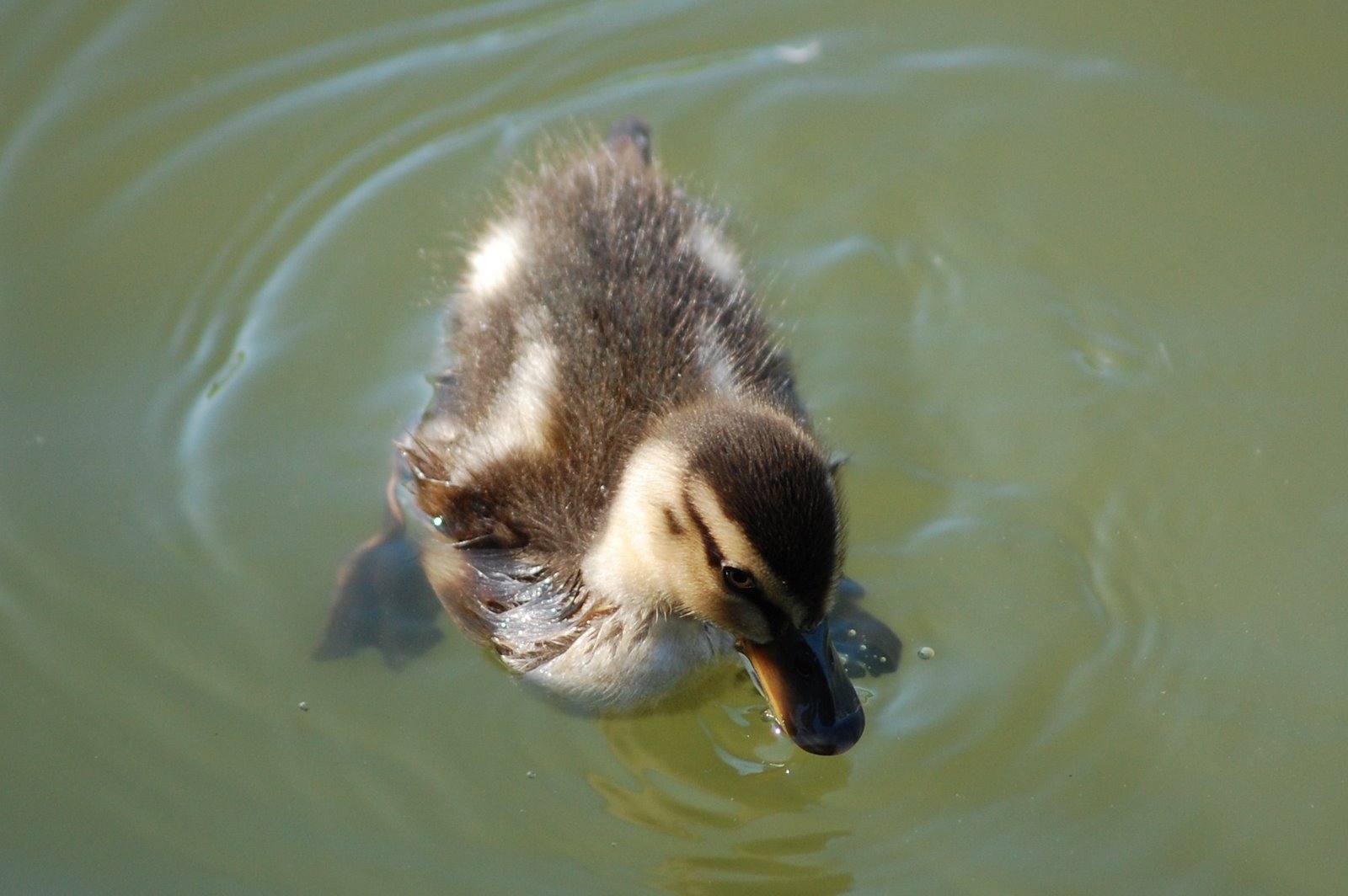 [pinto+de+pato-real+(2).JPG]