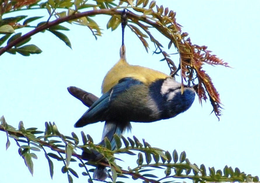[Chapim-azul+(12).JPG]