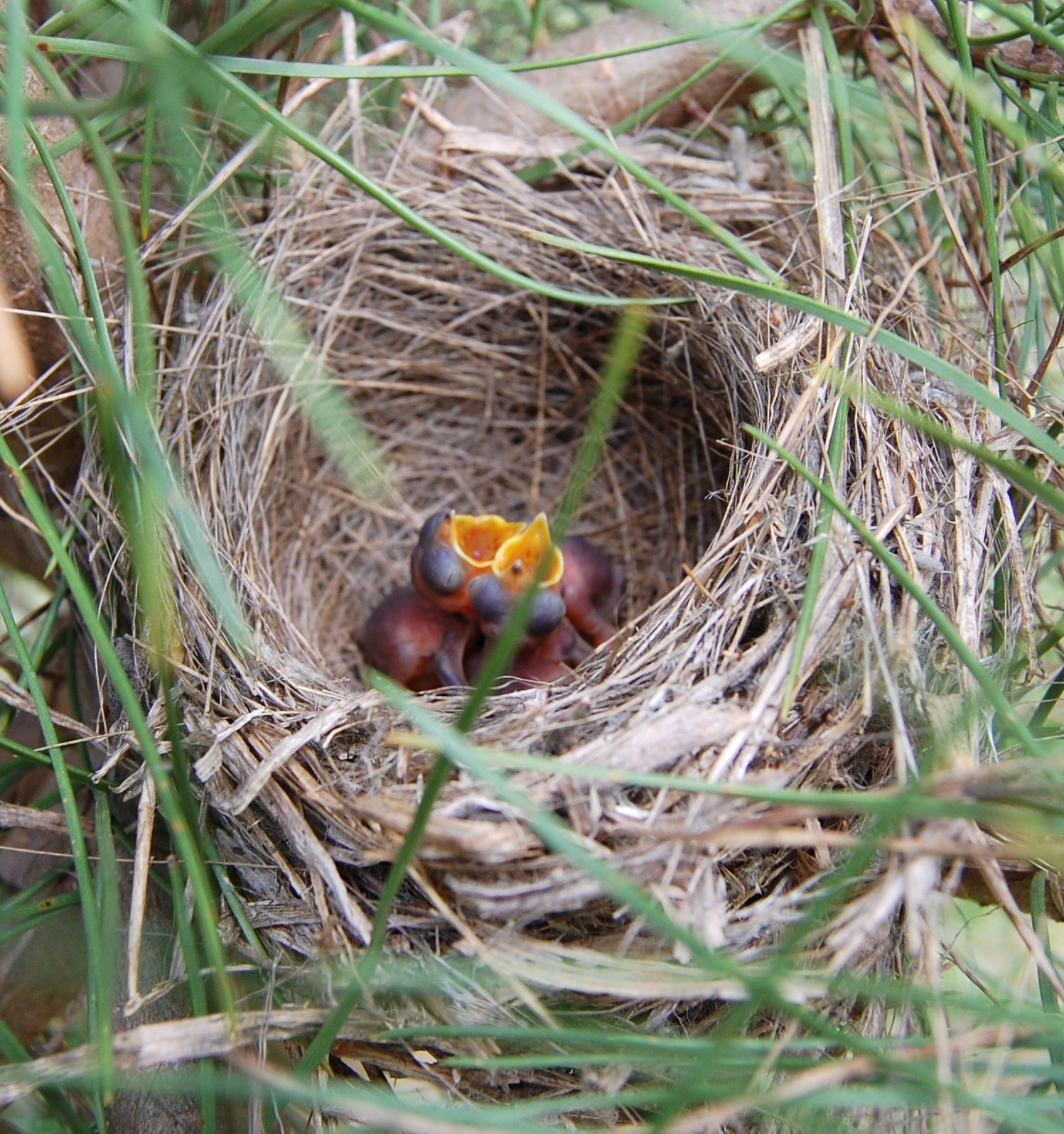 [Ninho+de+Toutinegra-de-cabeça-preta+(2).JPG]