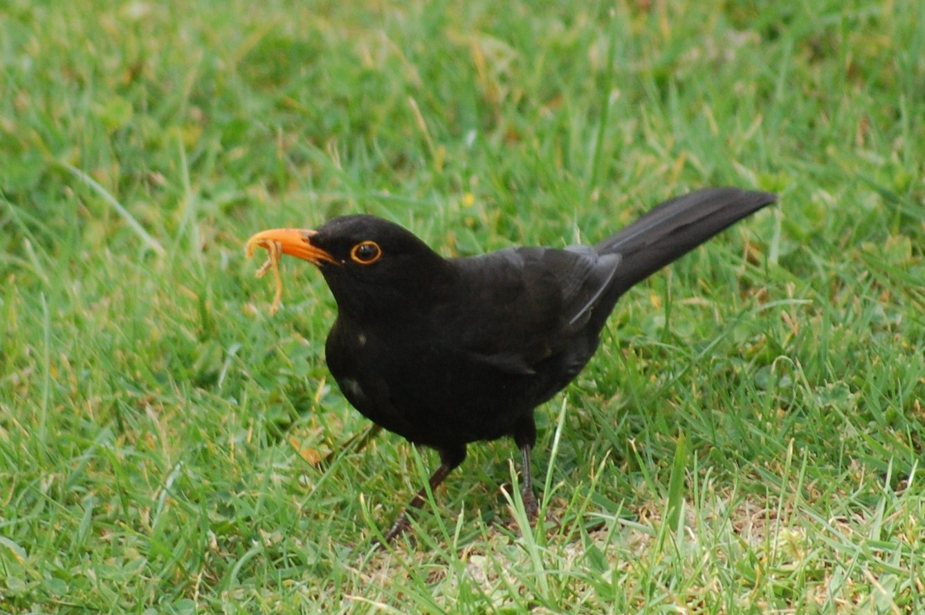 [Melro-preto+(Macho)+(9).JPG]