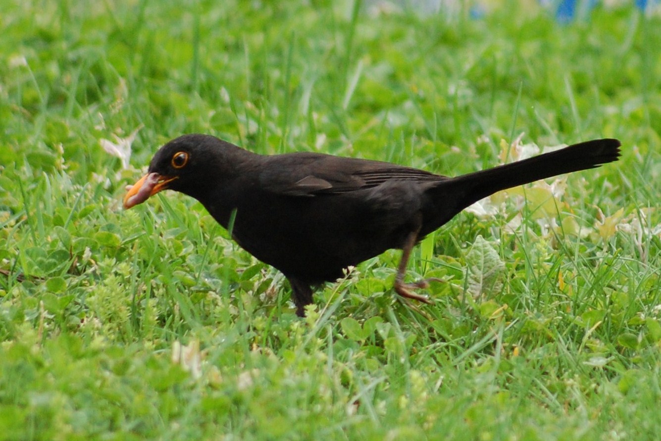 [Melro-preto+(Macho)+(21).JPG]