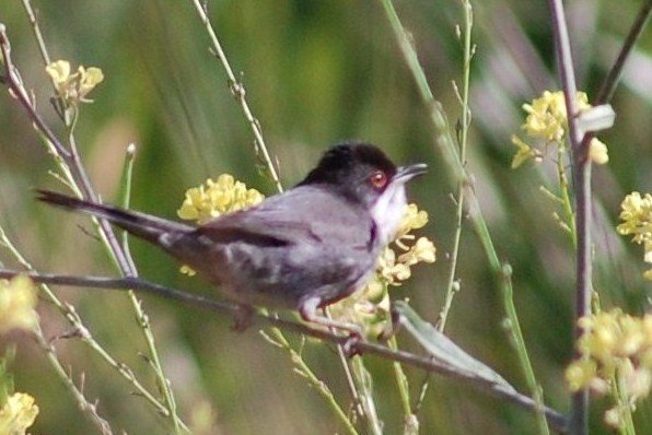 [Toutinegra-de-cabeça-preta+(15).JPG]