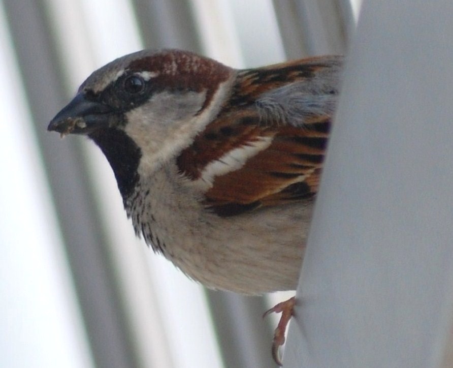 [Pardal+(macho).JPG]