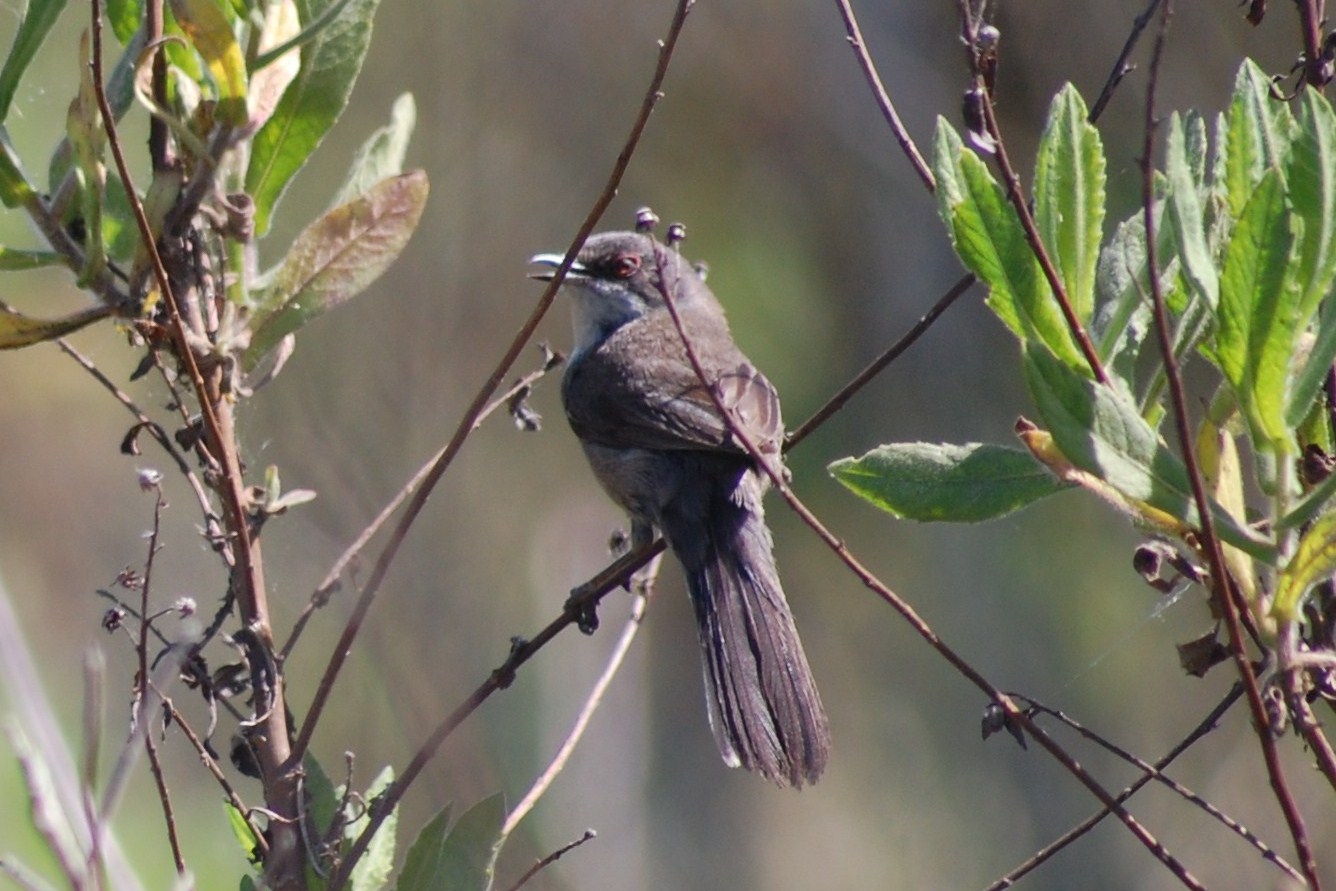 [Toutinegra-de-cabeça-preta+(Fêmea)+(3).JPG]