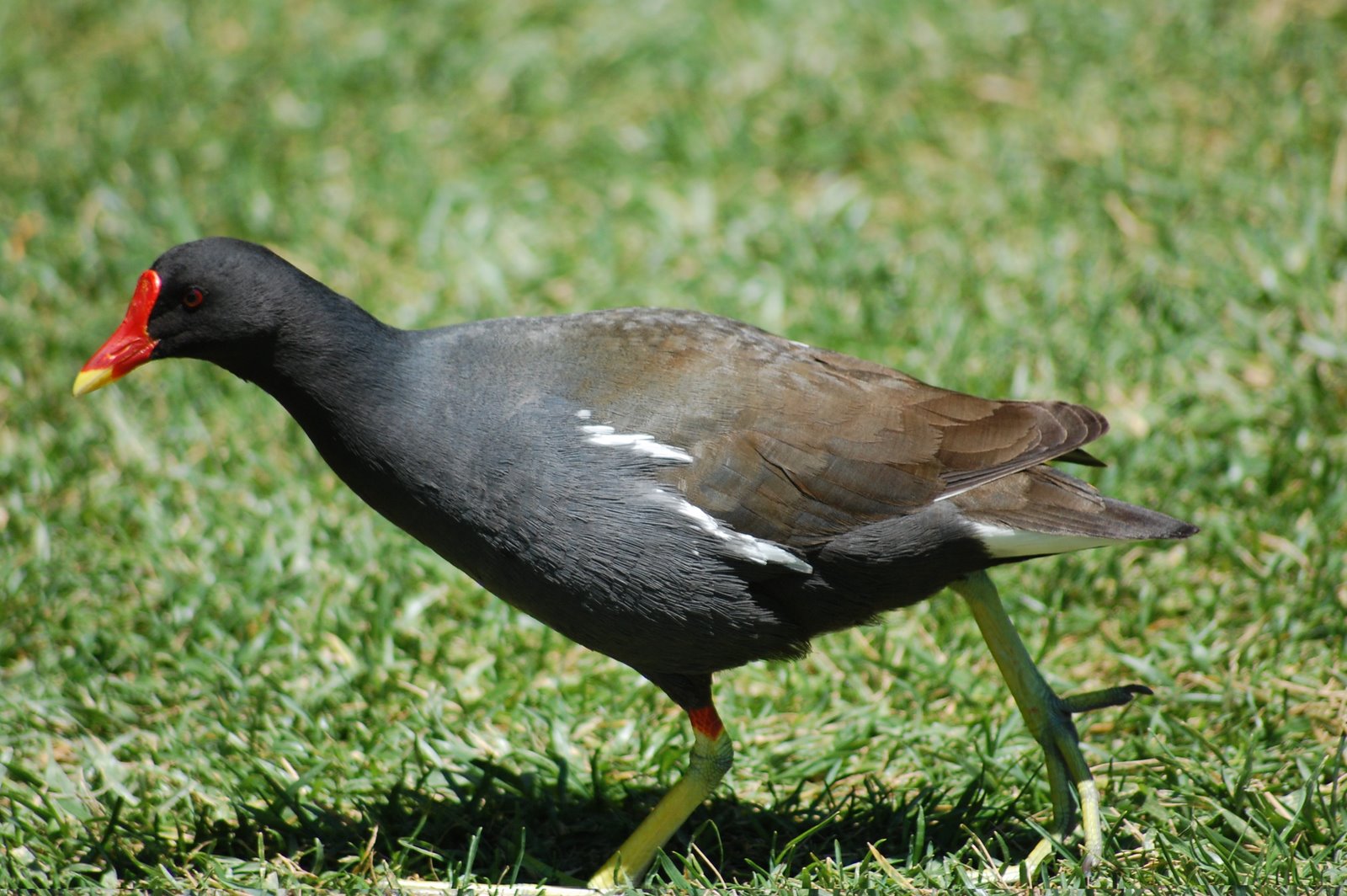 [Galinha+de+água.JPG]