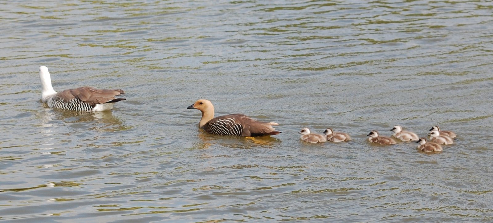 [Ganso-de-magalhães+(família+completa).JPG]