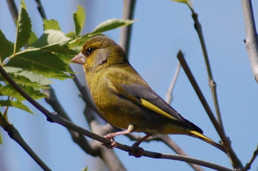 [Verdilhão+(3).JPG]