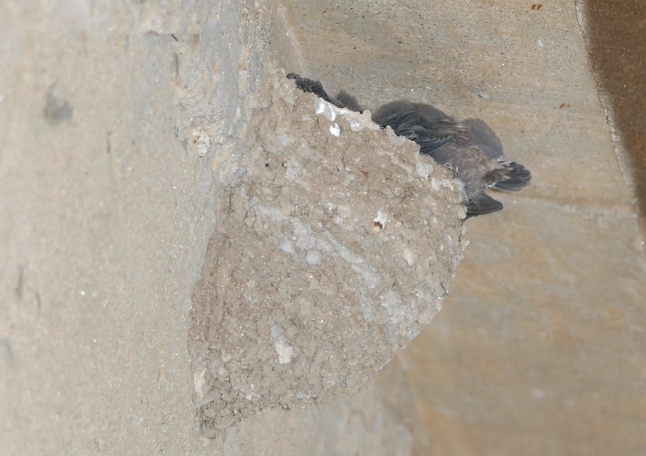 [andorinha-das-rochas+(3).JPG]