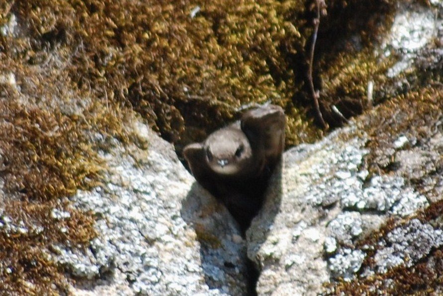 [Andorinhão+(Apus+apus).JPG]