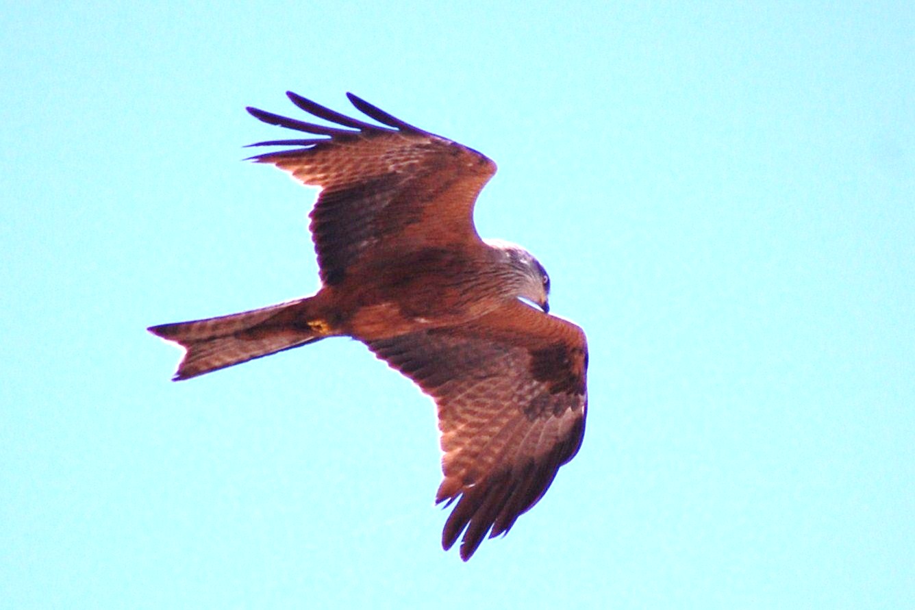 [Milhafre-real+(Milvus+milvus).JPG]