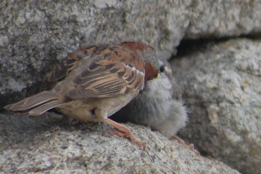 [Pardal+alimentando+um+filhote.JPG]