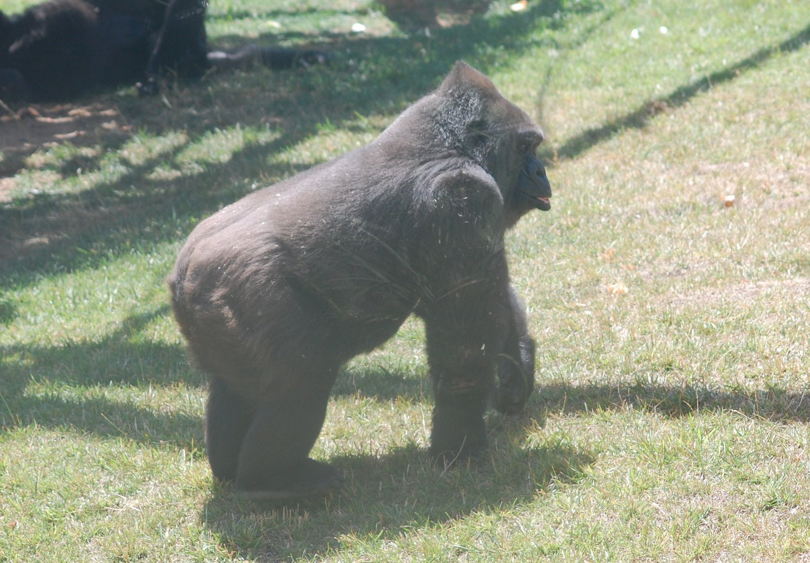 [Gorila-ocidental-das-terras-baixas.JPG]