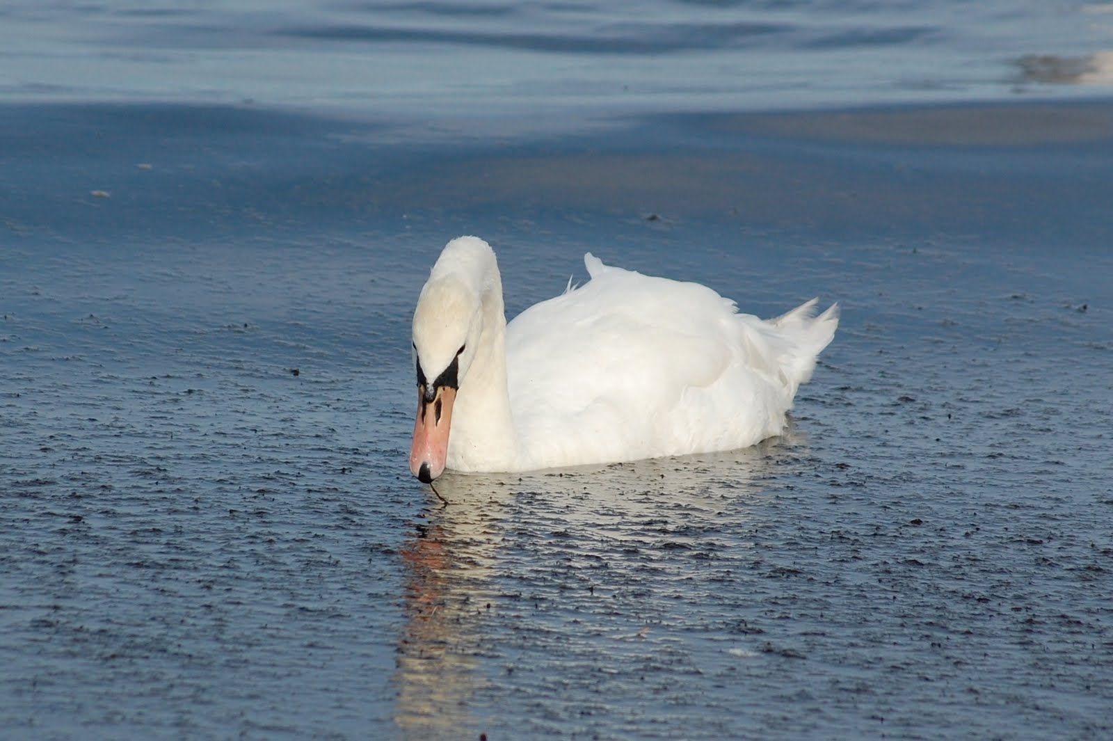 [Cisne-branco+(Sopot+-+Polónia).JPG]