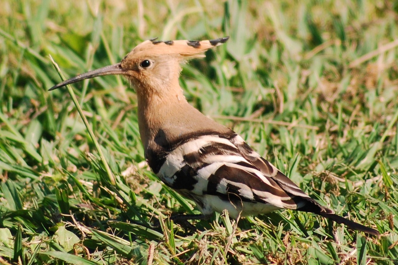 [Poupa+-+Upupa+epops+(15).JPG]