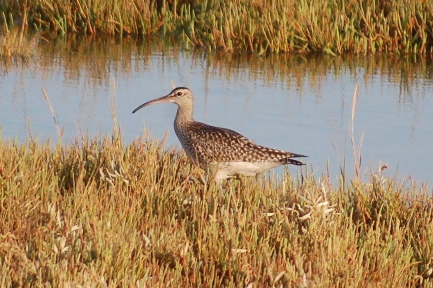 [Maçarico-galego+Numenius+phaeopus+(20).JPG]