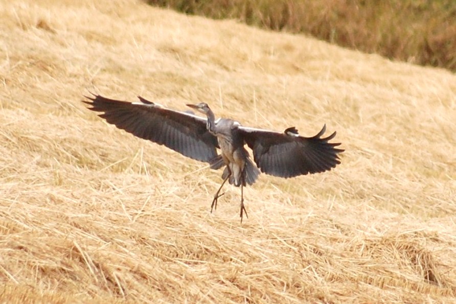 [Garça-real+em+voo.JPG]