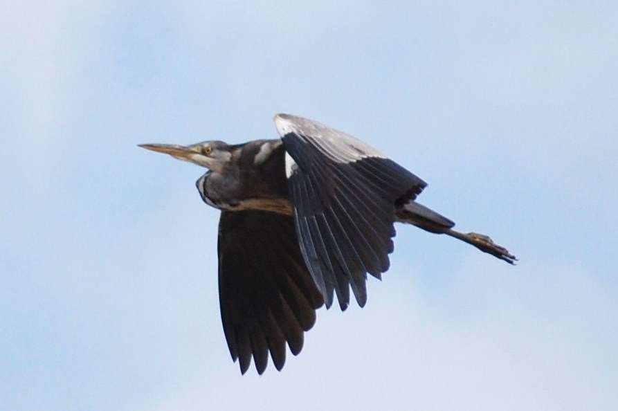 [Garça-real+em+voo+(12).JPG]