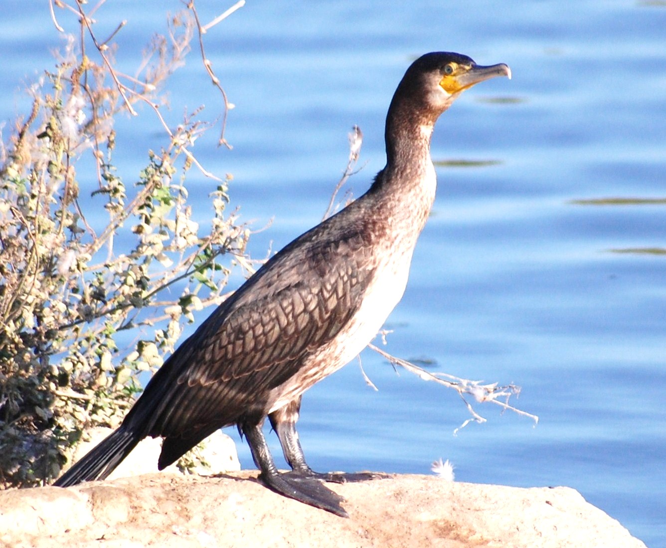 [Corvo-marinho-de-faces-brancas+(9).JPG]