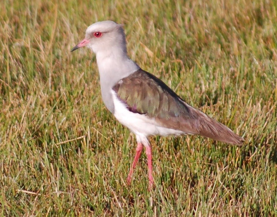 [Abibe-andino+(Vanellus+resplendens+(Tschudi+(8).JPG]