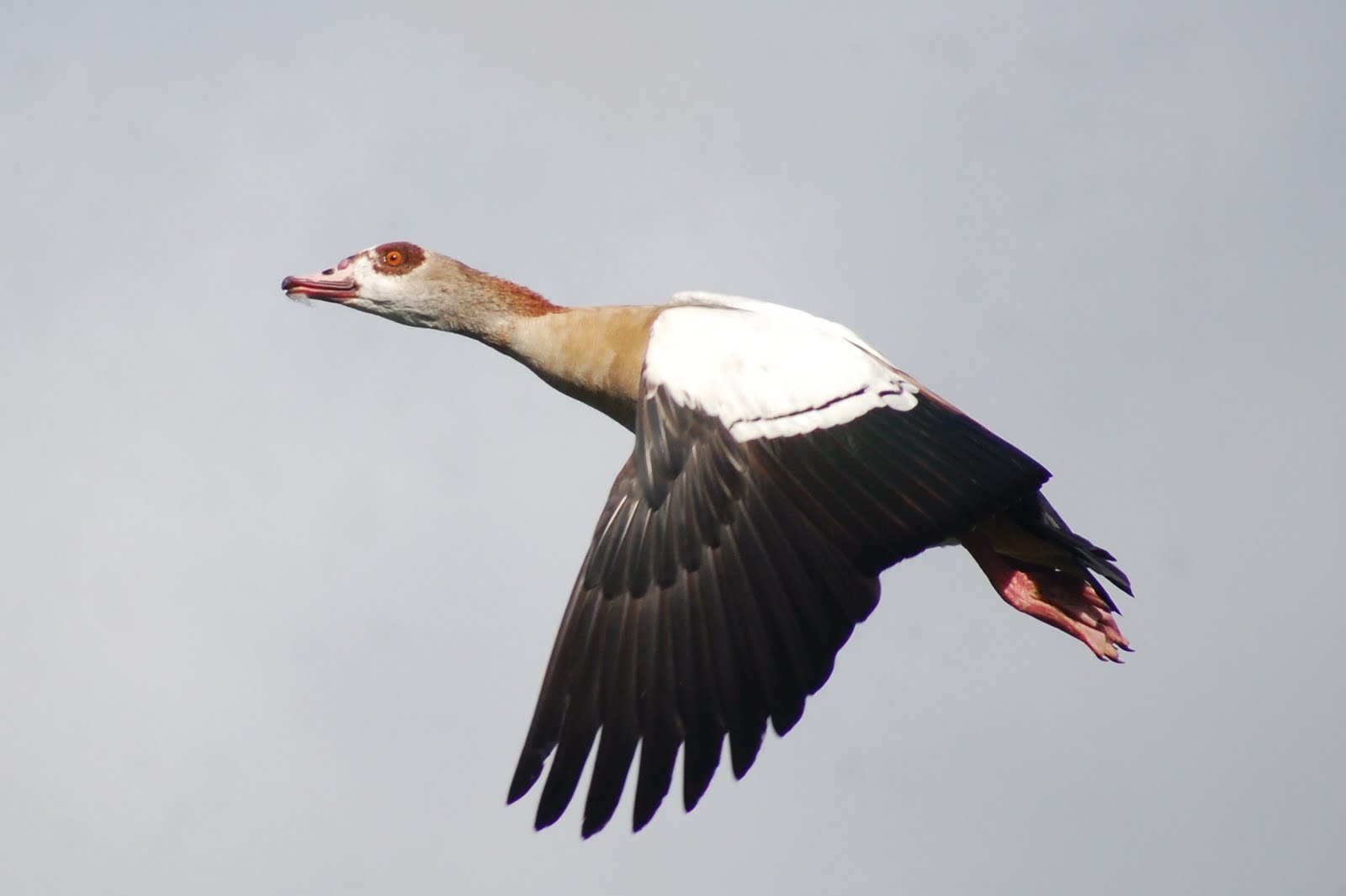 [Ganso-do-egipto.JPG]