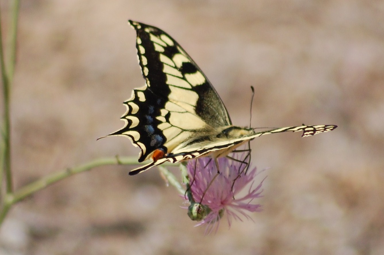 [Borboleta+cauda-de-andorinha-amarela-comum+(Papilio+machaon+L+(2).JPG]