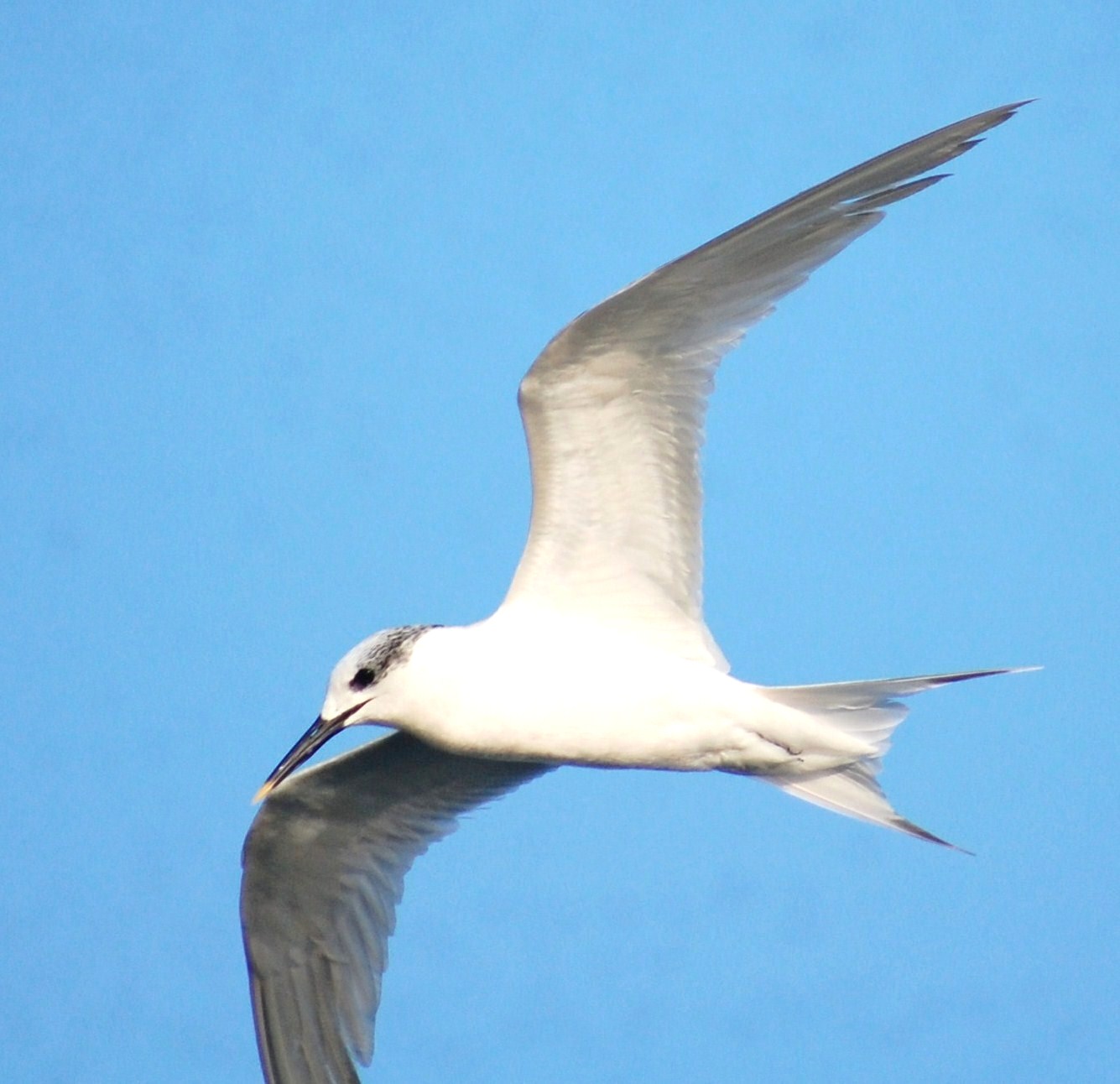 [Garajau-comum+(Sterna+sandvicensis)+(17).JPG]