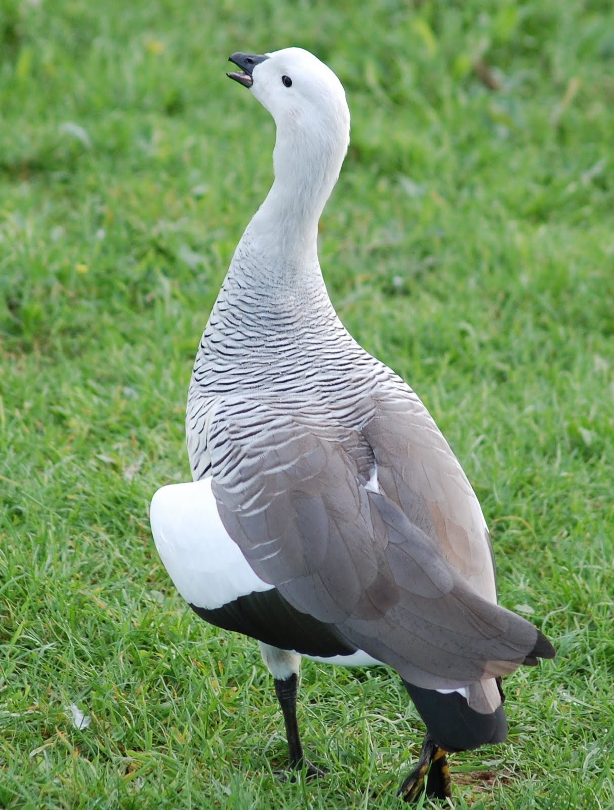 [ganso-de-magalhães+(Macho).JPG]