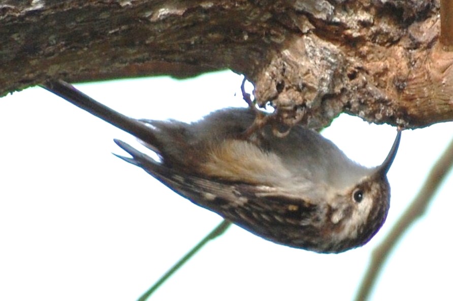 [Trepadeira-comum+(30).JPG]