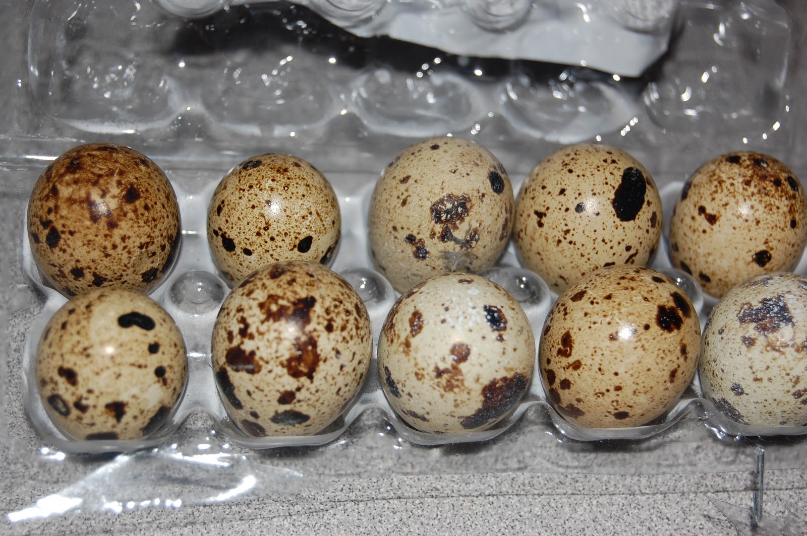 Temporary Waffle Quail Eggs