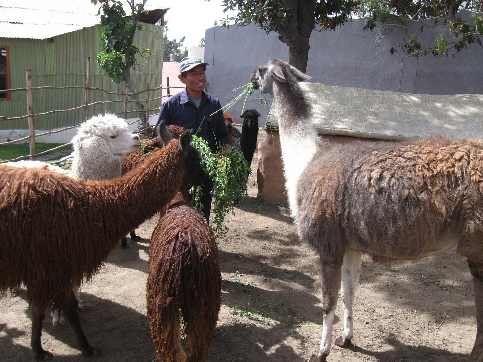 [alpaca.JPG]