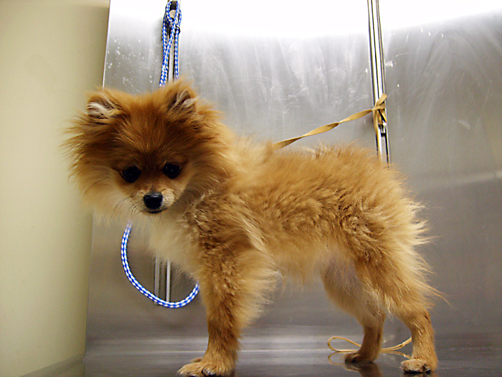 Dr. Andy Mathis The Animals and Other Stuff Ginger Pomeranian Puppy