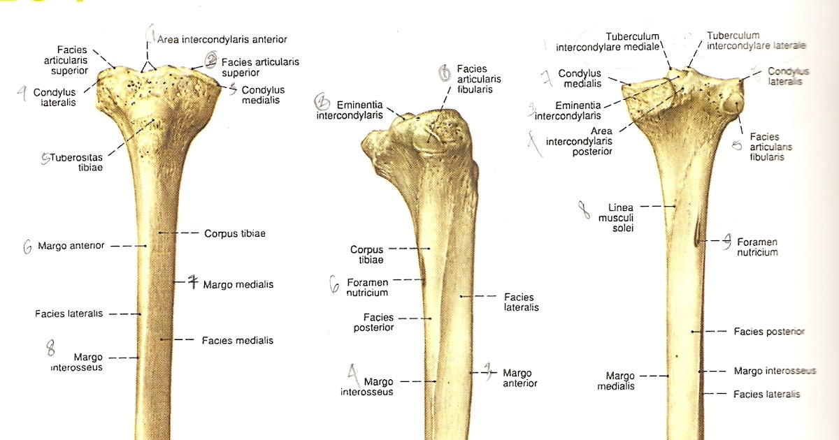 Б/берцовая кость анатомия. Tibia латынь. Tibia fibula анатомия. Tibia латынь. Большая берцовая кость анатомия человека.