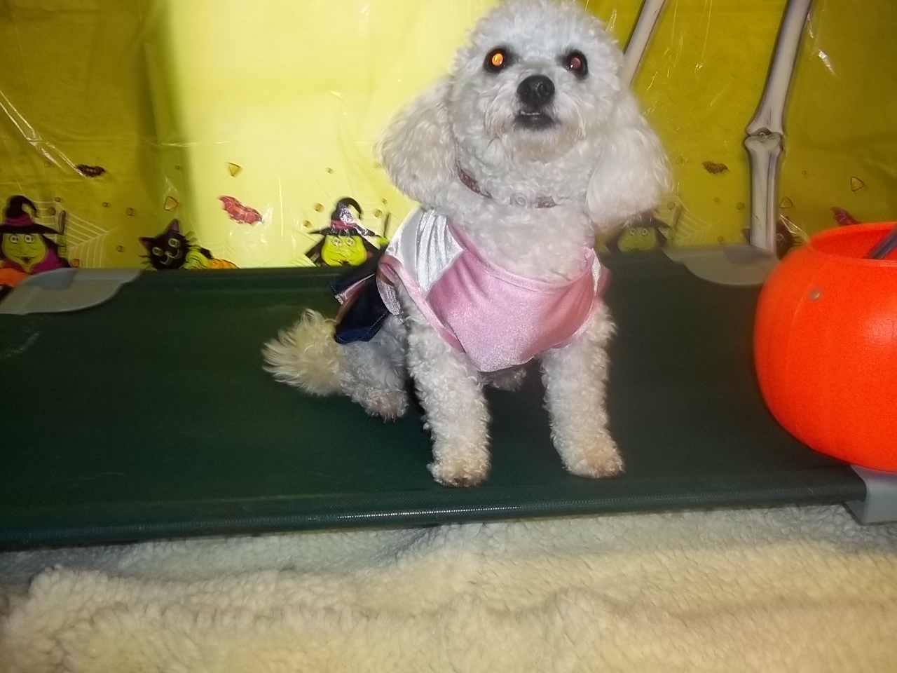 Best Friends Ashland