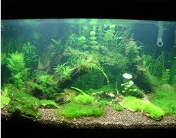 Bạn đã tửng thấy một hồ Thuỷ sinh chưa