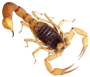[Image: scorpion01.gif]