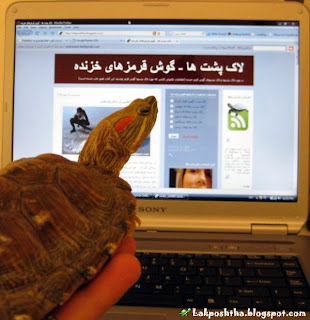 لاک پشت من در حال مطالعه وبلاگ لاک پشتی