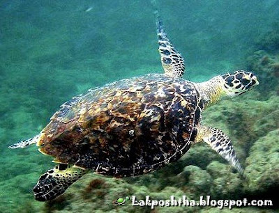لاک پشت عقابی -  Hawksbill Sea Turtle ( Eretmochelys imbricata )