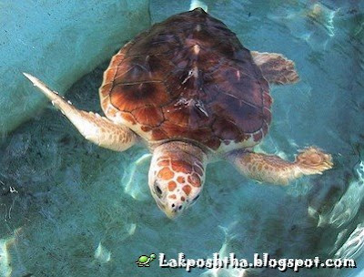 - Red Sea Turtle ( Caretta caretta )