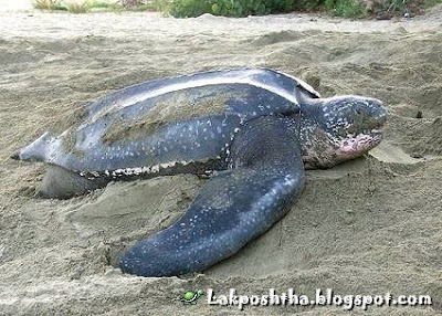 لاک پشت چرمی - Leatherback Sea Turtle