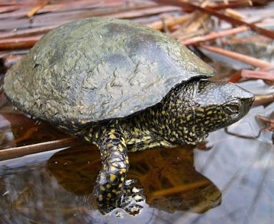لاک پشت برکه ای اروپایی - European Pond Turtle ( Emys orbicularis )