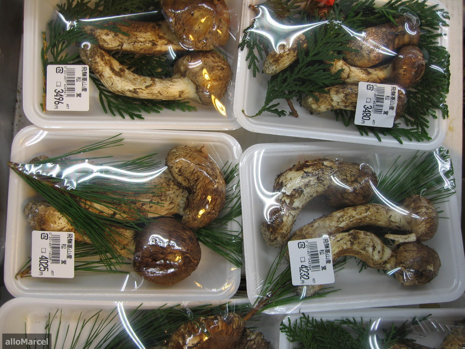 Allo Marcel Matsutake, un champignon en or 松茸