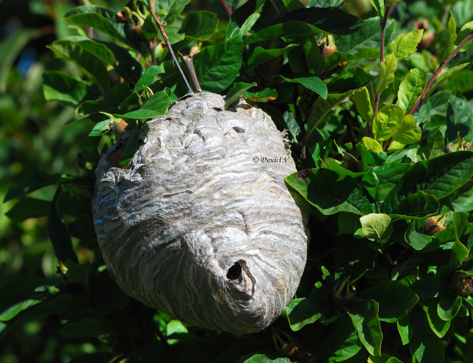 Macrophoto plaisir passion Guêpier, nid de guêpe
