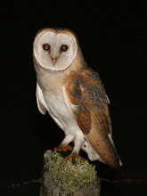 Barn Owl