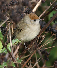 Blackcap (female)