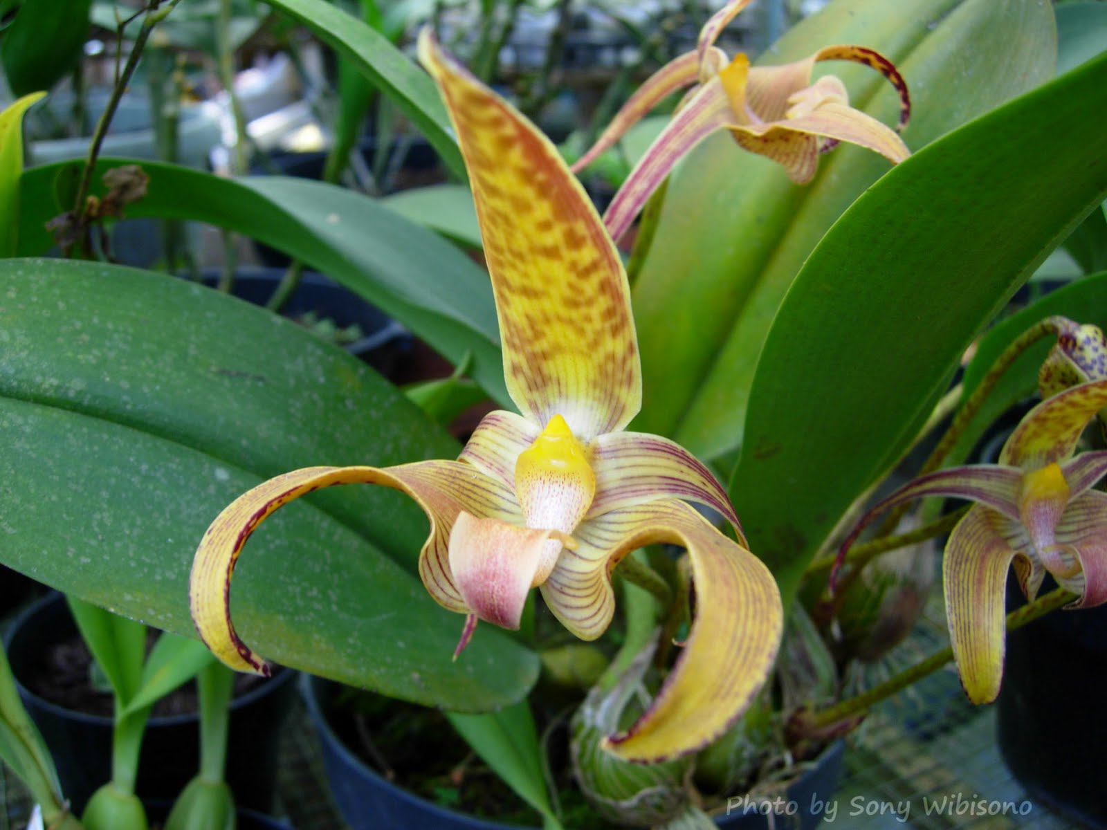 Sony Wibisono Orchids Bulbophyllum Lobii Lindley 1847