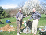 Planting two plum trees